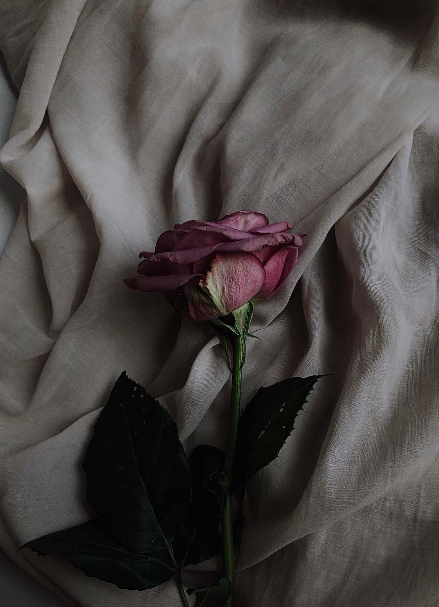 rose pink rose flower on gray textile plant