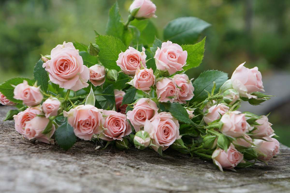 rose pink roses on selective focus photography blossom