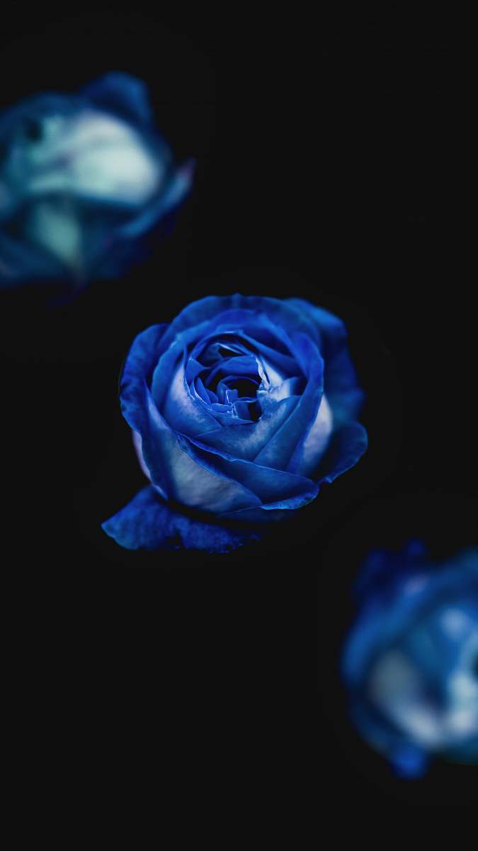 plant purple flower rose