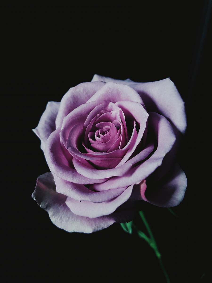 rose purple petaled rose with dim background blossom