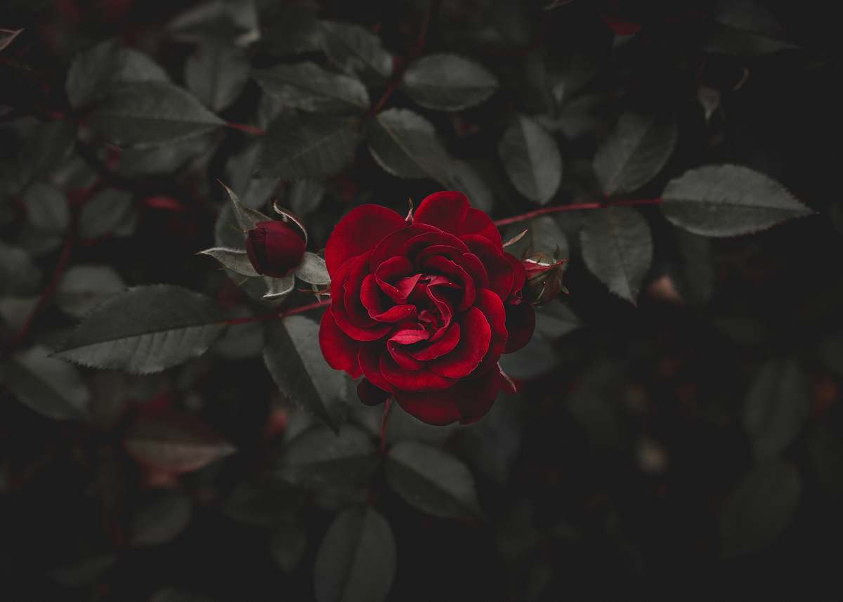 rose red flower human