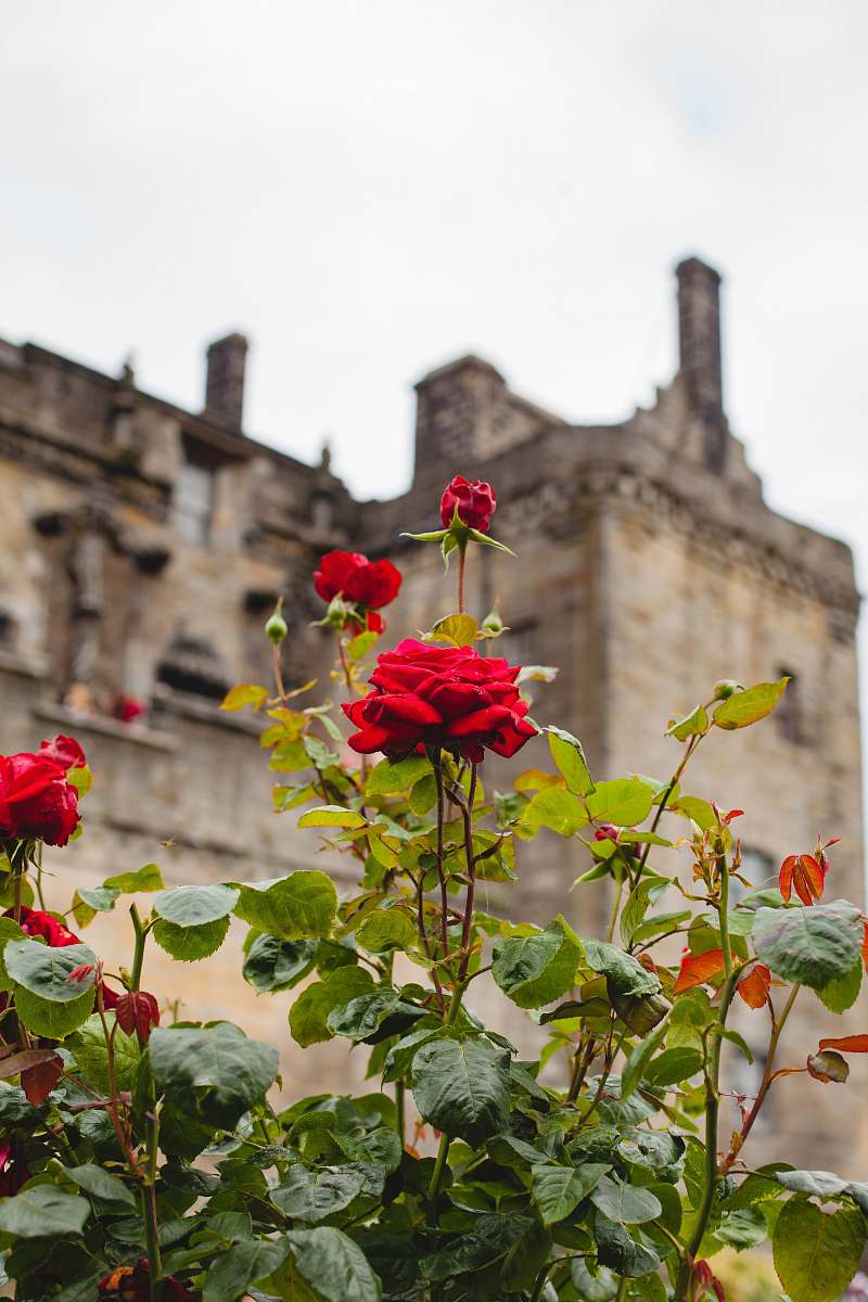 plant red rose flower adytime s at blossom