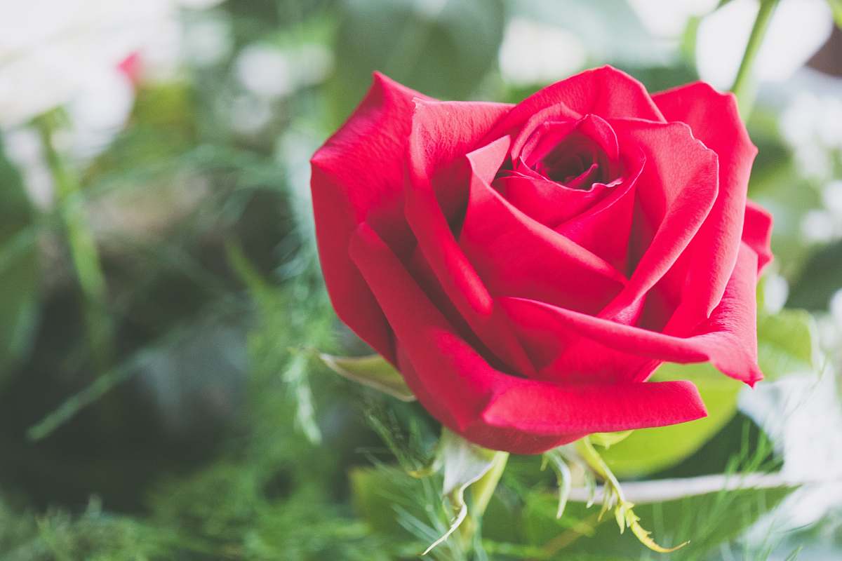 rose red rose flower plant