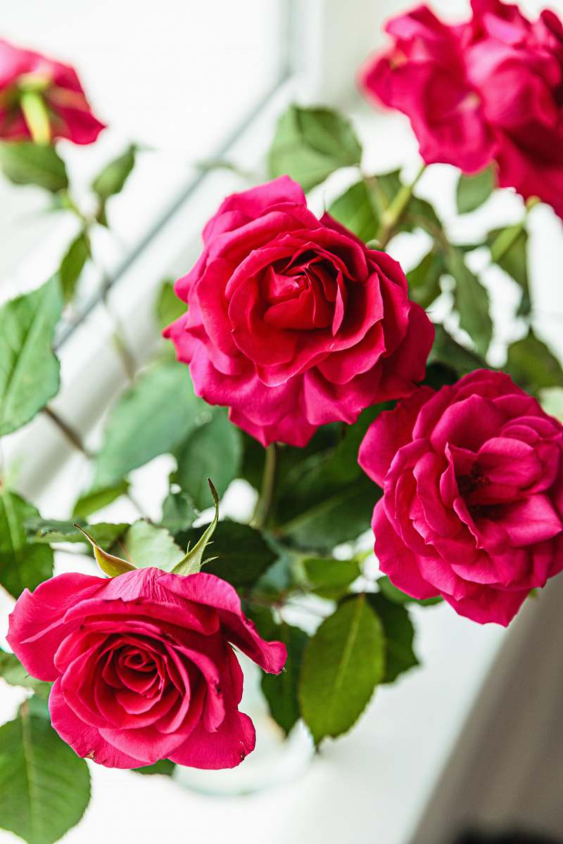 rose red rose flowers plant