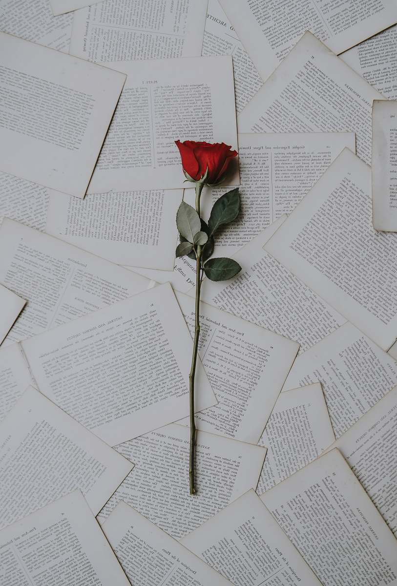 rose red rose on book sheets paper