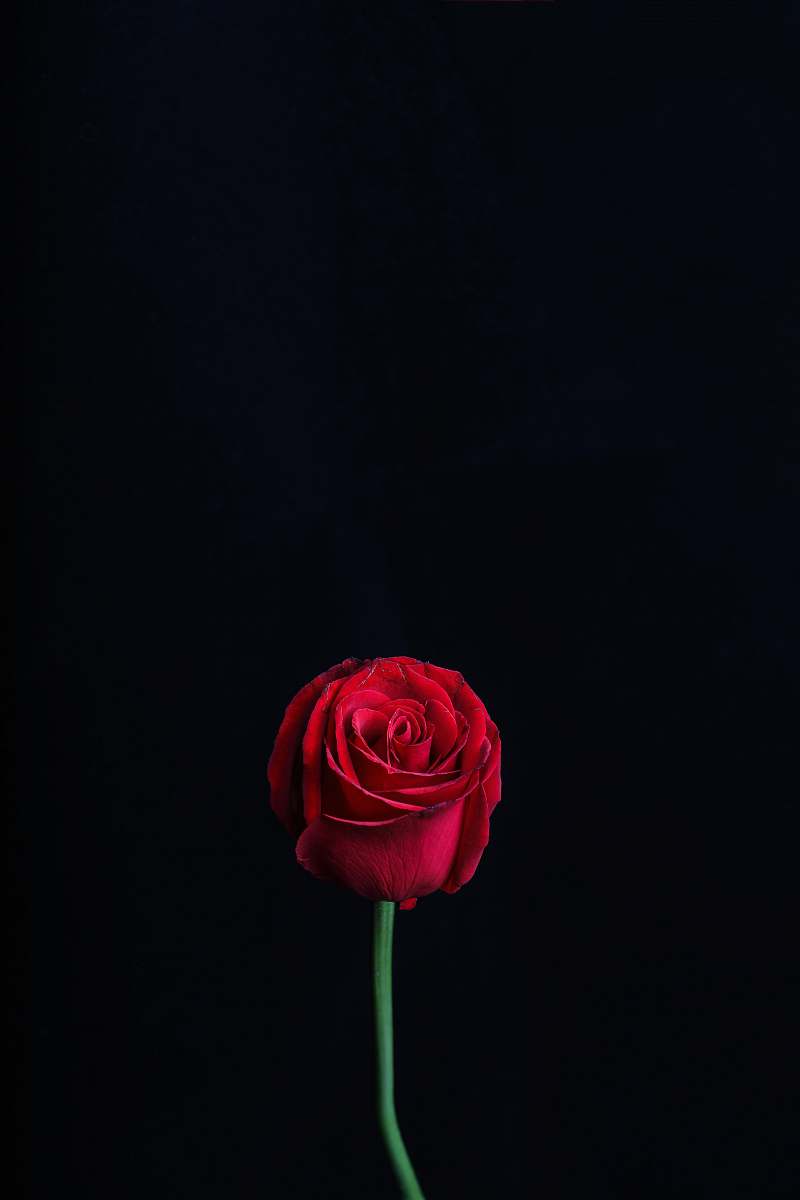 rose red rose blossom