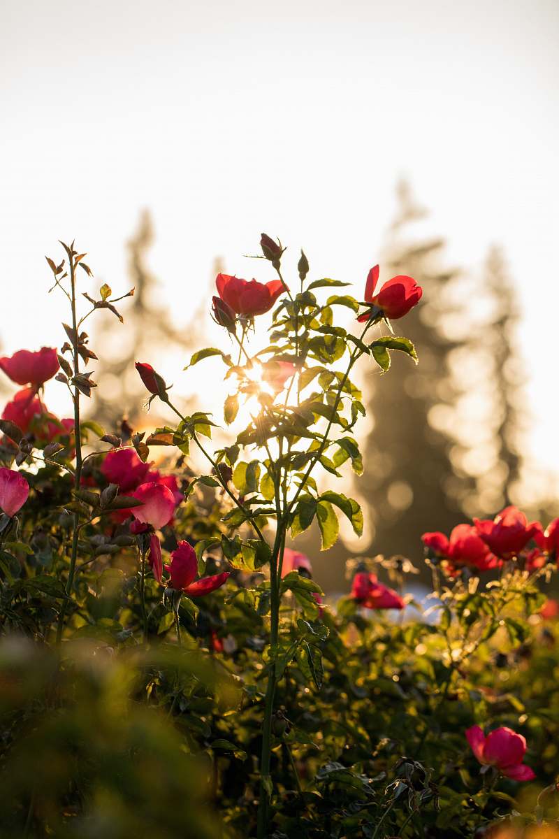 rose selective focus photo of red petaled flowers plant