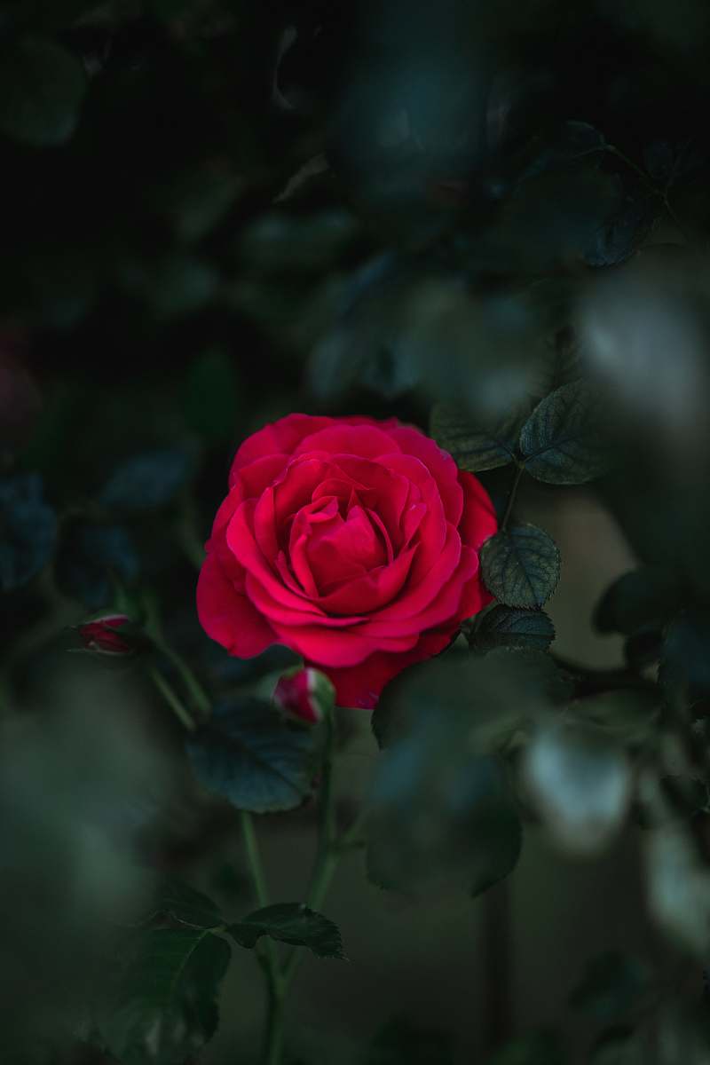 plant selective focus photography of blooming rose flower blossom