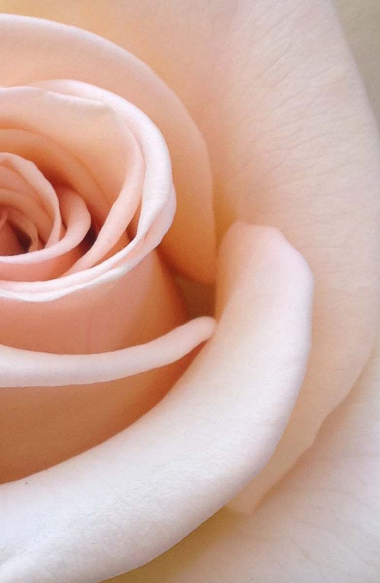 plant white rose flower blossom