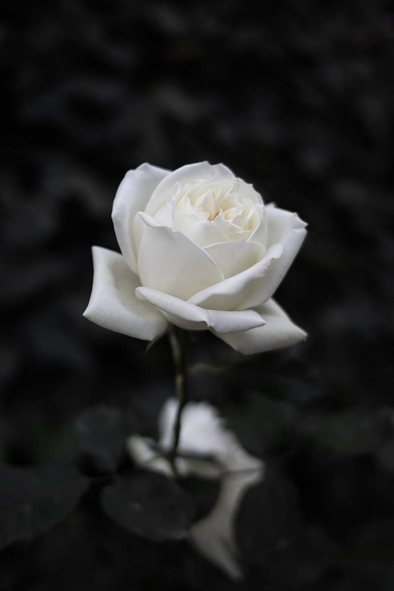 rose white rose selective focus blossom