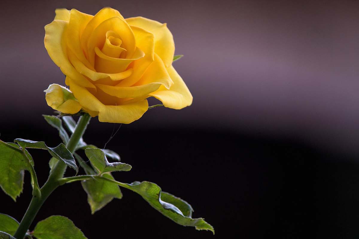 plant yellow rose flower rose