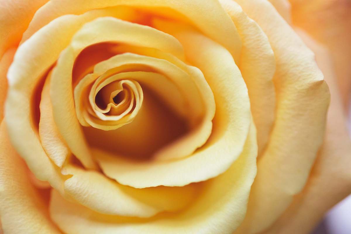 rose yellow rose flower blossom
