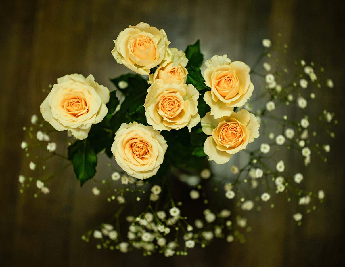 rose yellow rose blossom