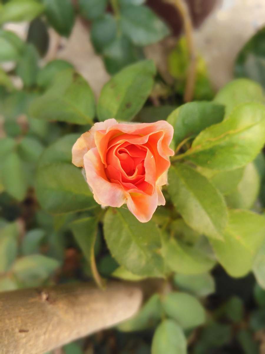 rose beige rose flower blossom