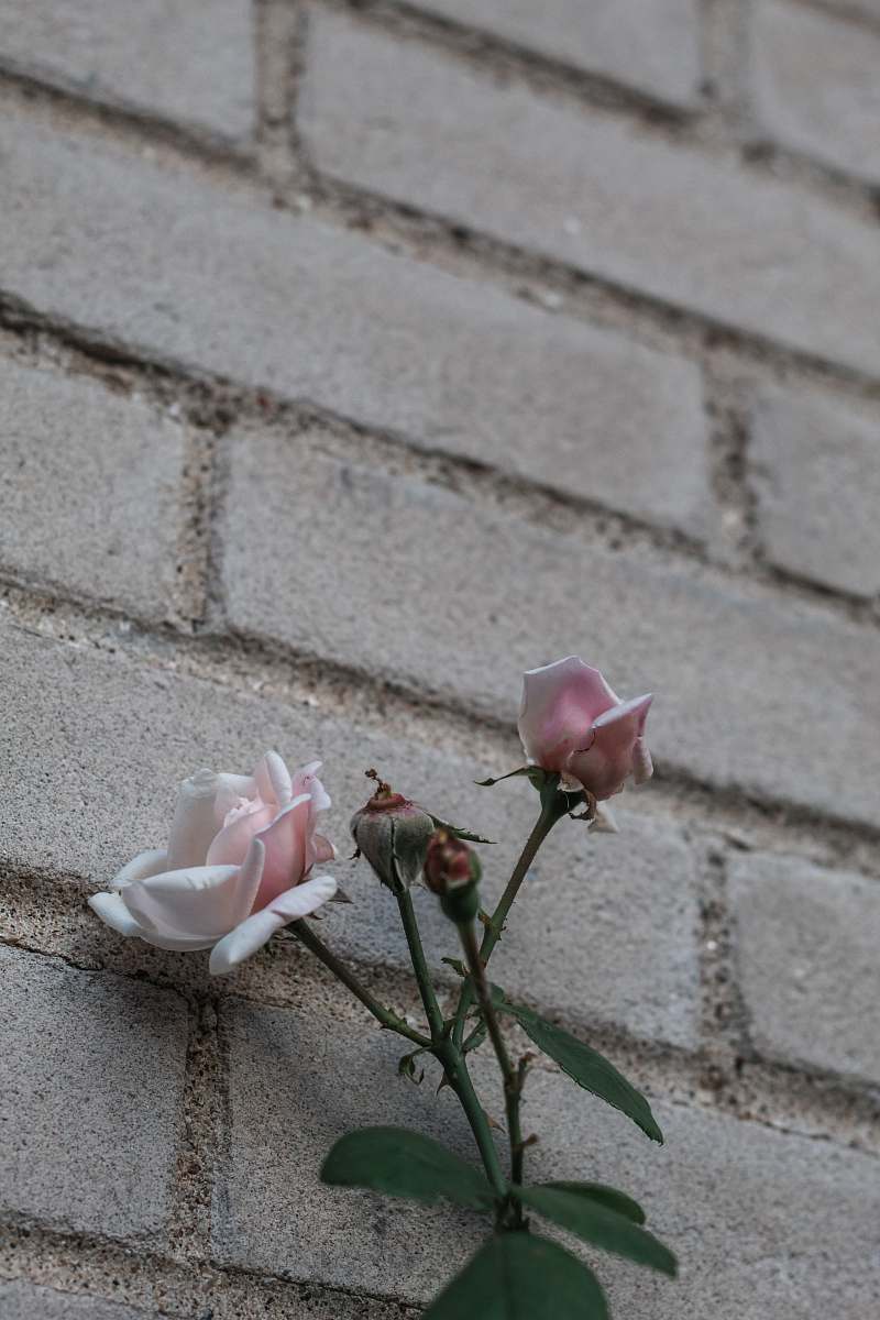 rose white petaled flower blossom