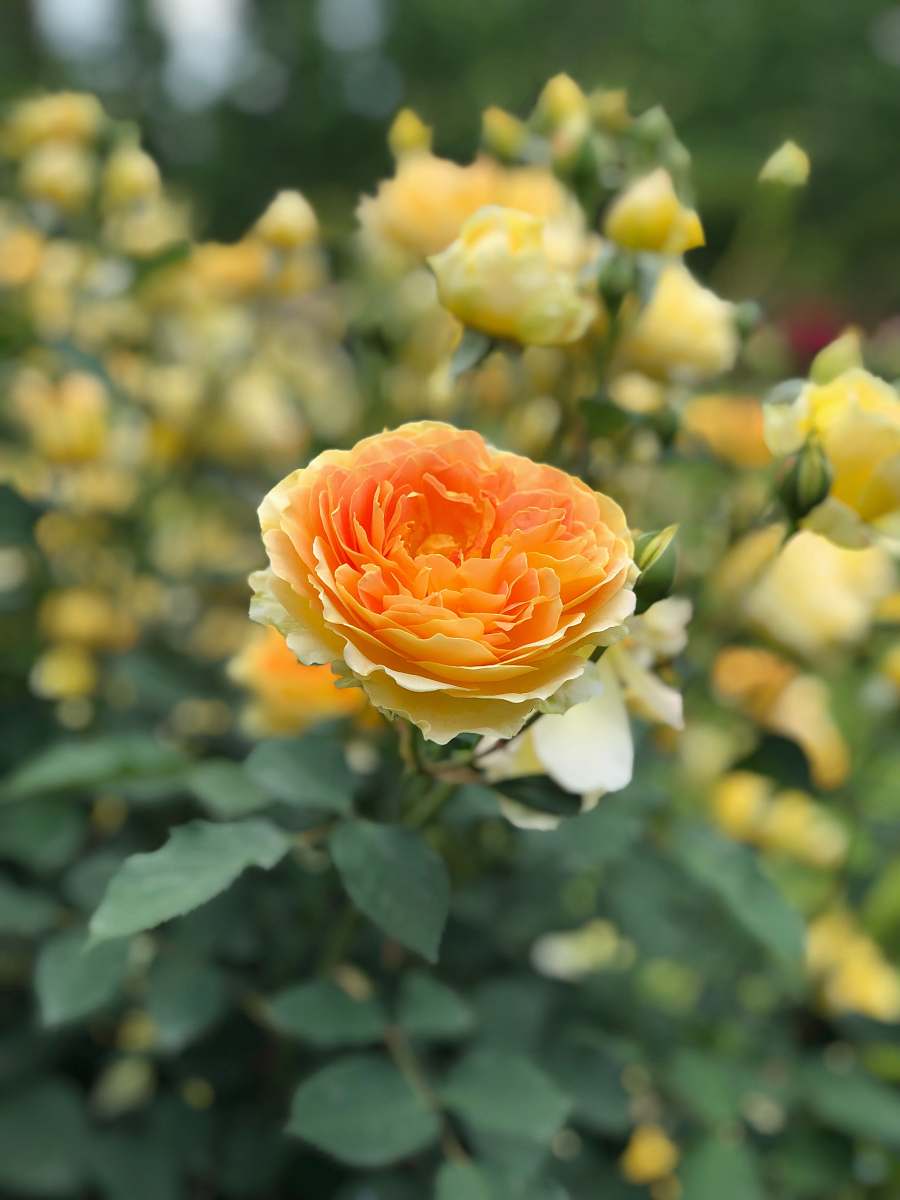 rose yellow rose in bloom blossom