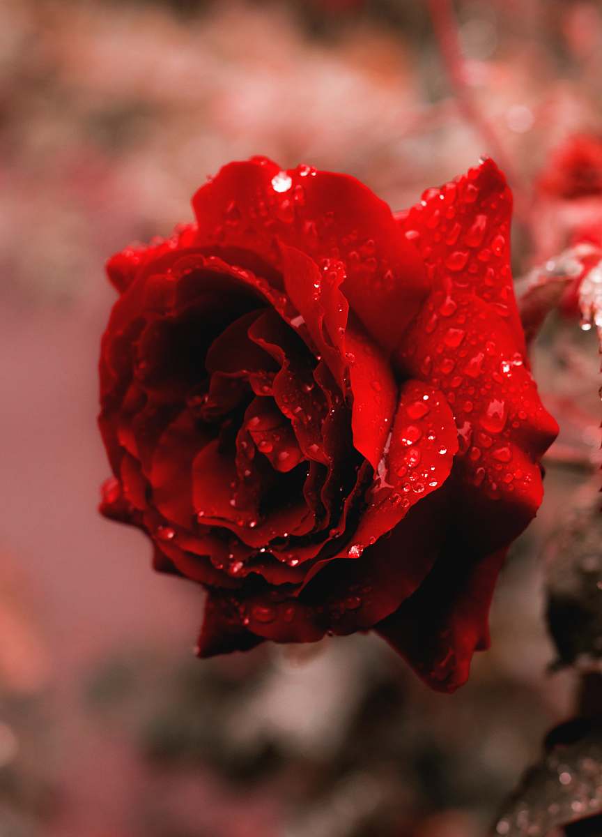 plant red rose flower blossom