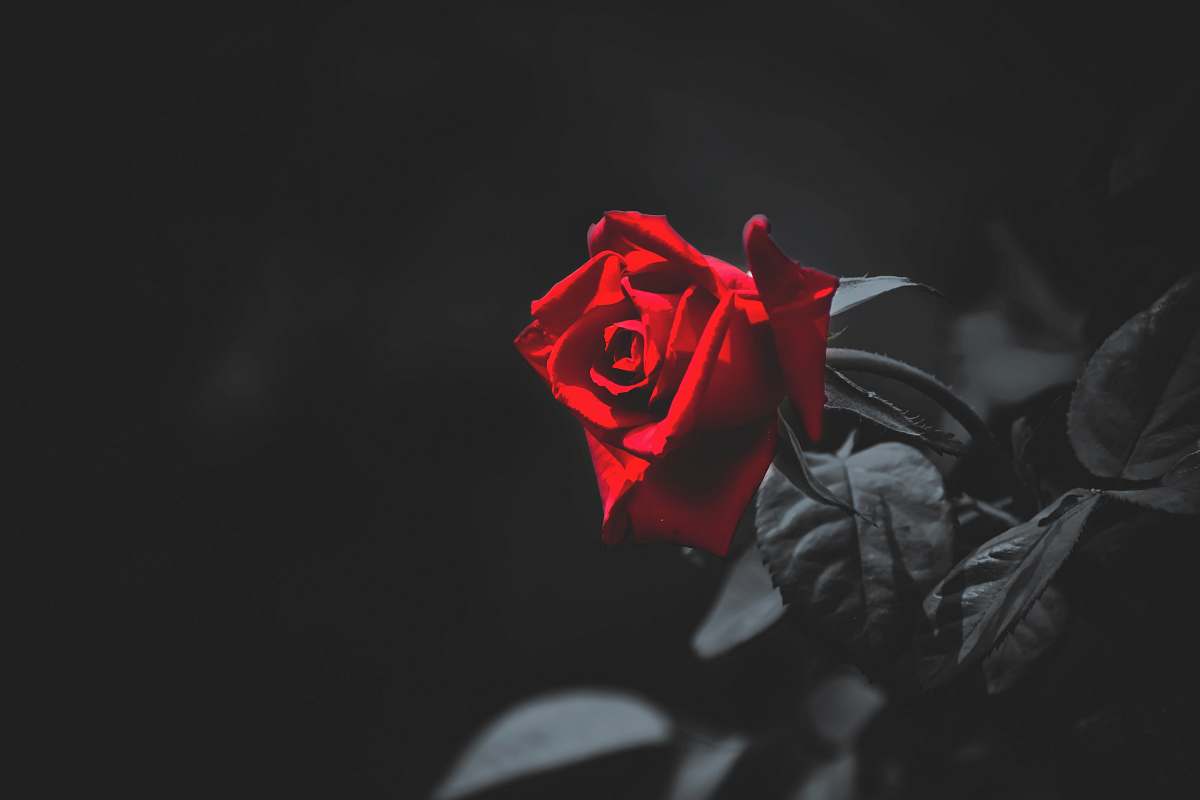 blossom shallow focus photo of red flowers plant
