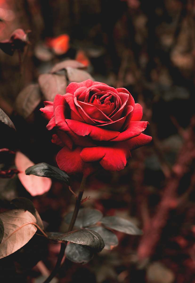 plant shallow focus photography of red flower blossom