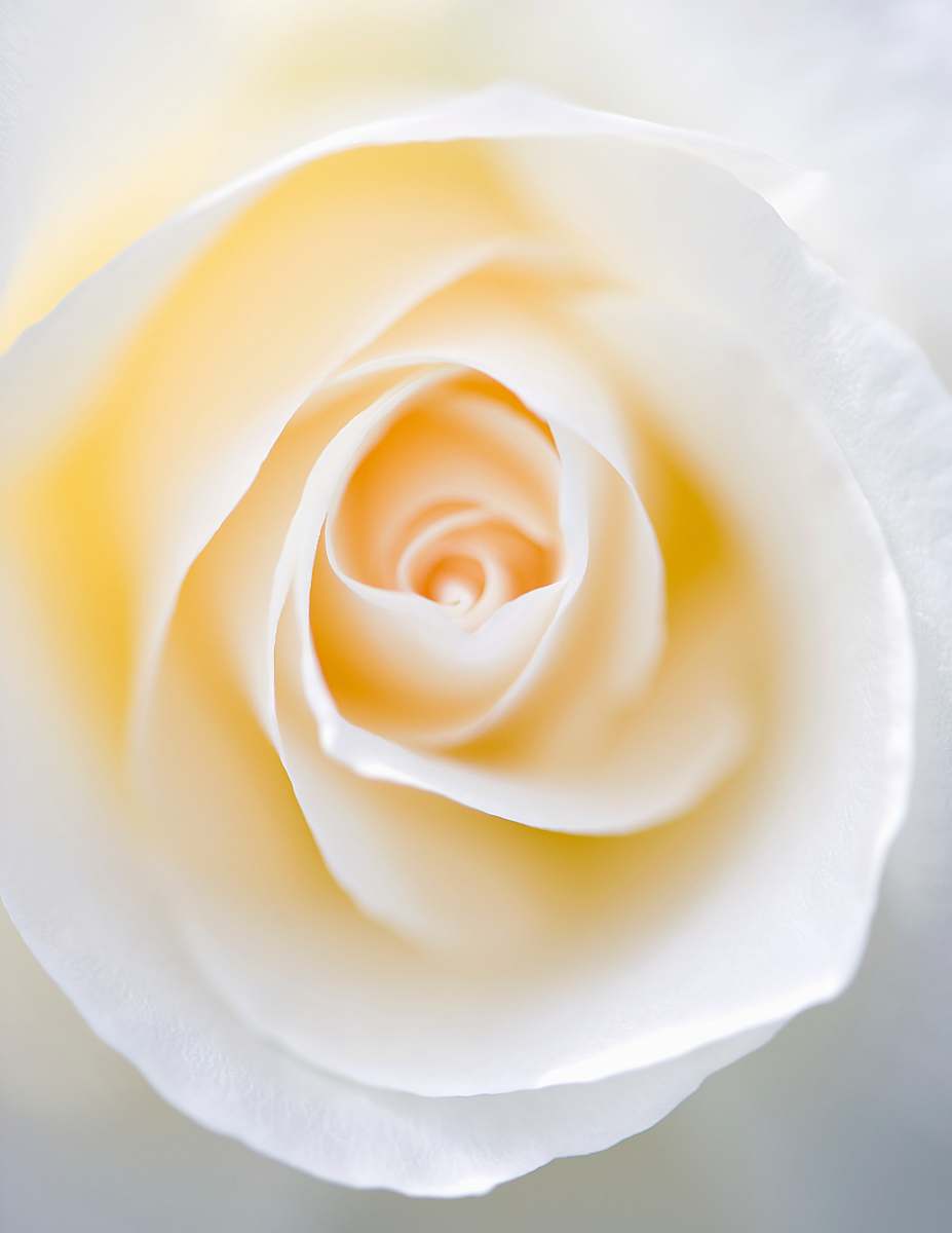 plant white rose flower blossom