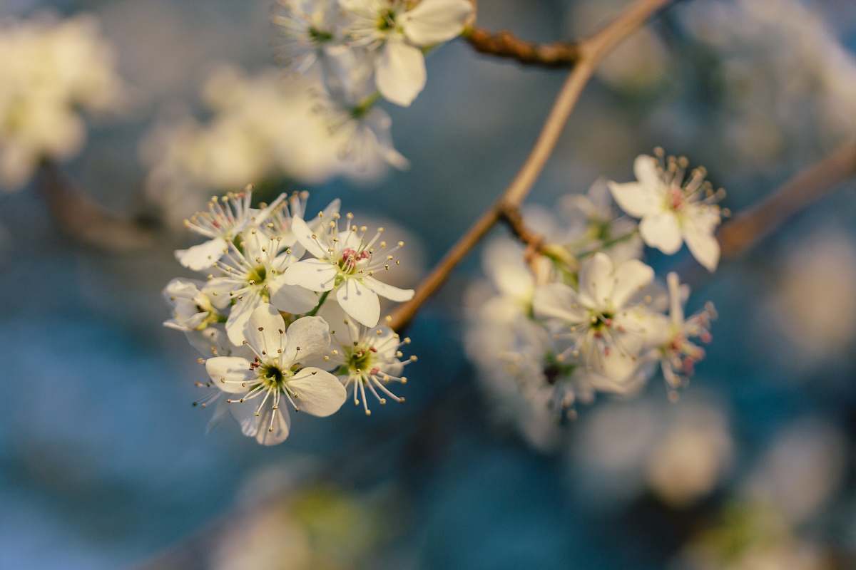 flora closeup photo of white petaled flower flower