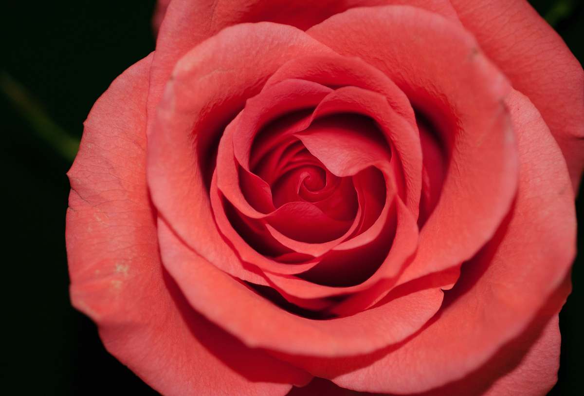 flower macro photography of pink rose rose