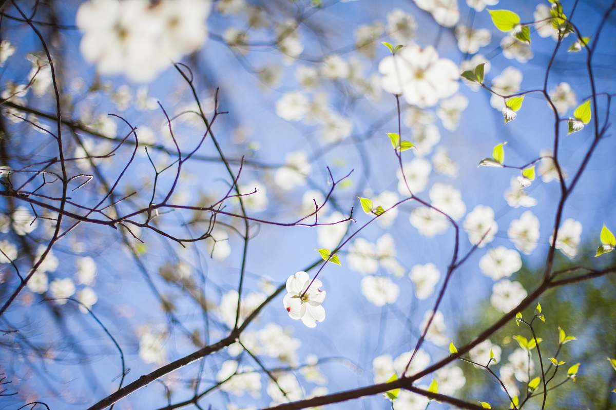 flower selective focus photography of white flower at daytime spring