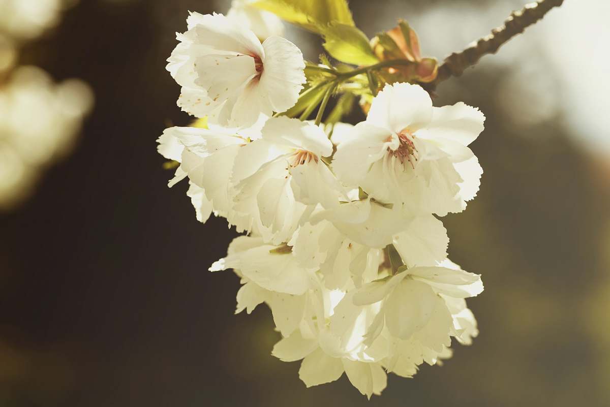flower selective photography of cluster white flowers petal