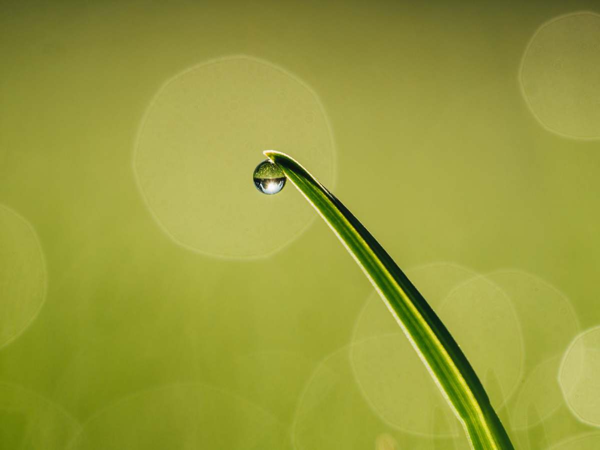 grass  plant