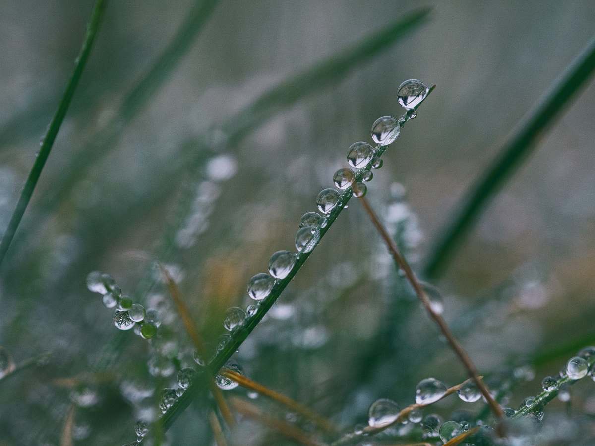 grass water drop of leaf selective focus photography dew