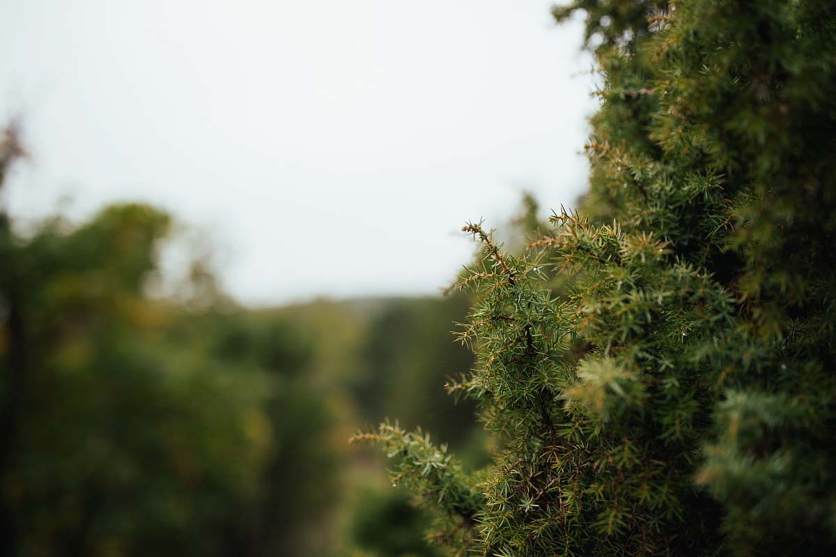 tree green tree leaves conifer