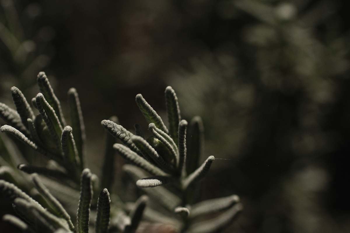 plant tilt shift lens photography of green plant tree