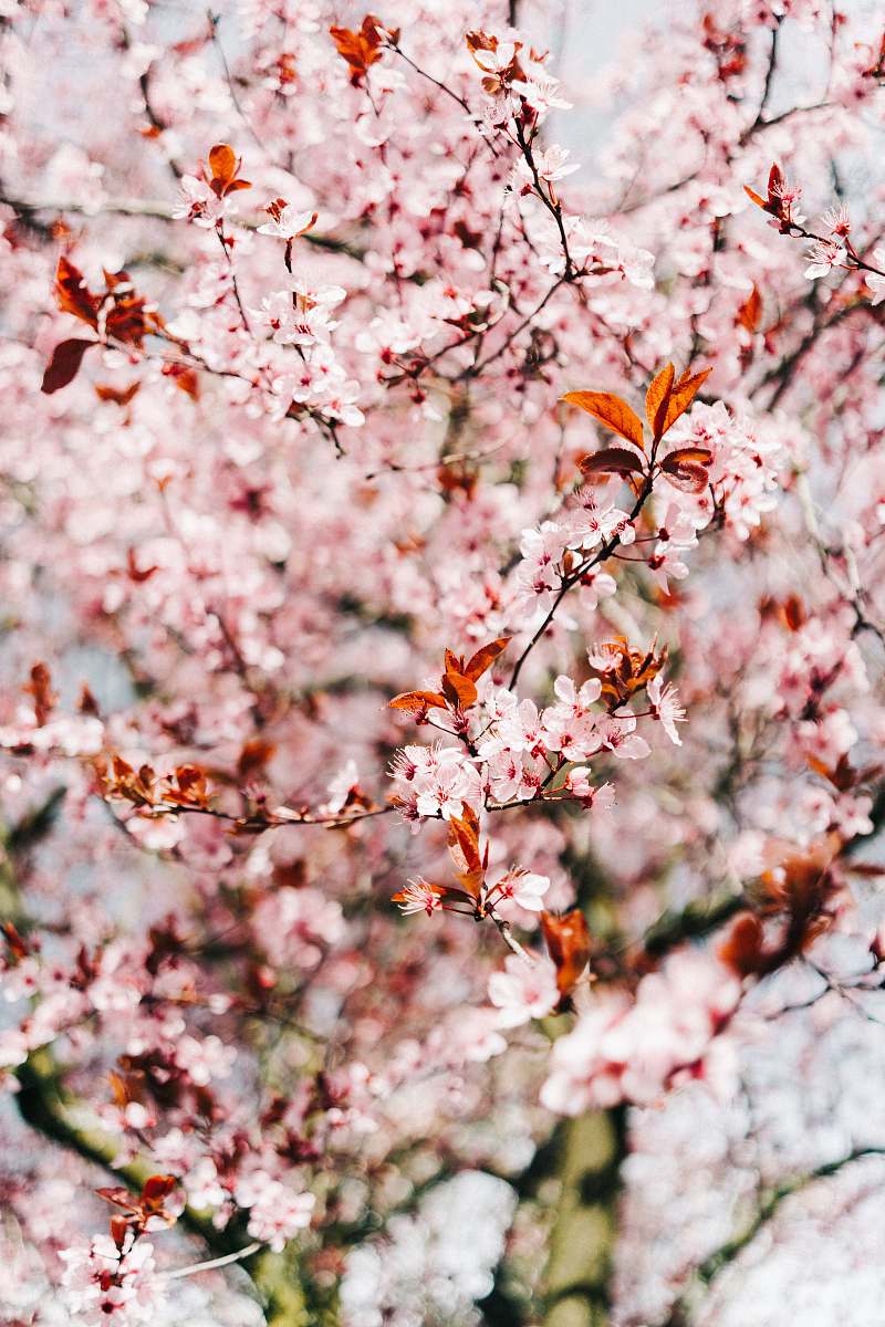 flora cherry blossom during daytime blossom