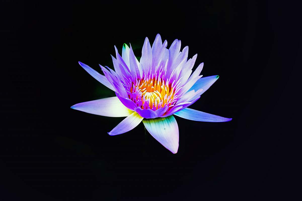 plant pink and yellow water lily desktop wallpapers