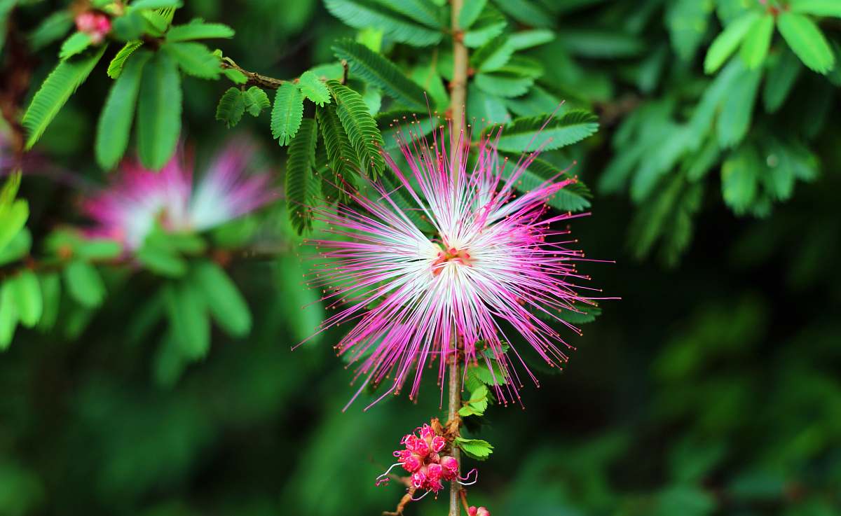 plant pink flower sri lanka