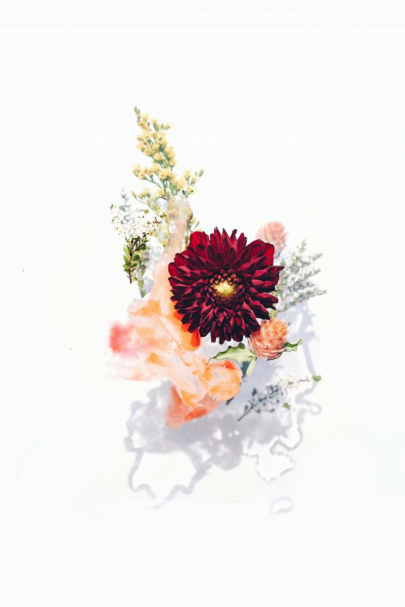 art red petaled flowers in bloom flora