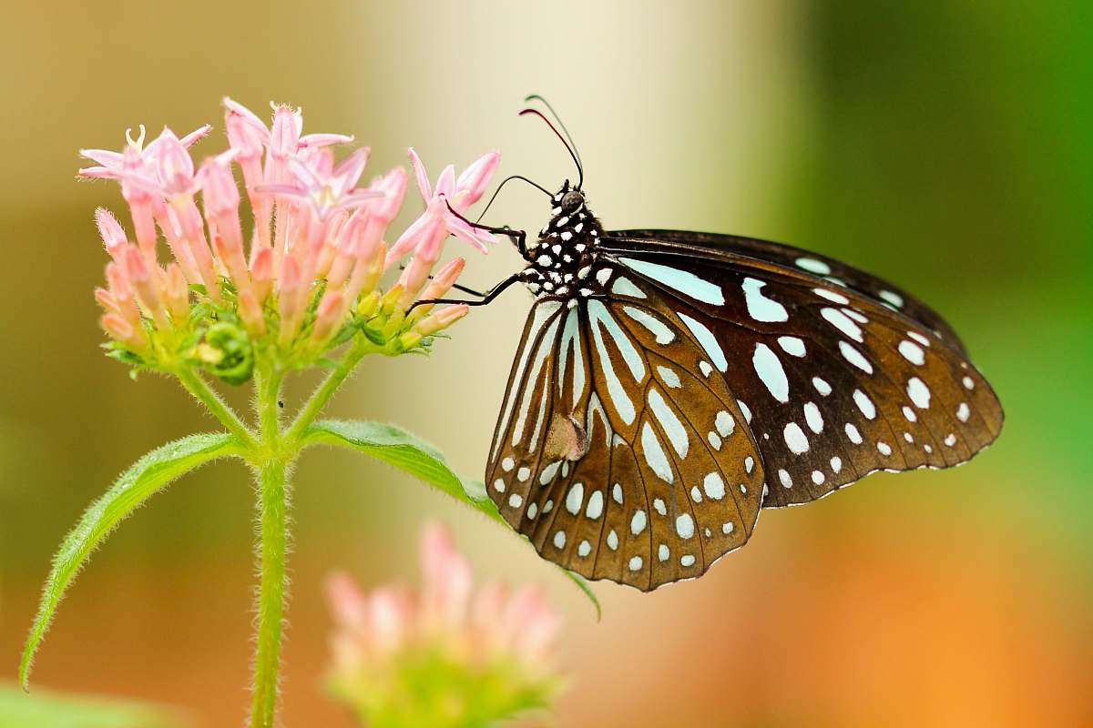 butterfly shallow focus photography of black and white butterfly on pink flower insect