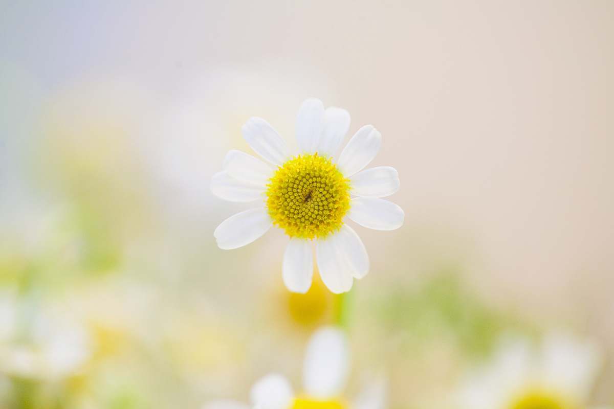 daisy white daisy flower in bloom white