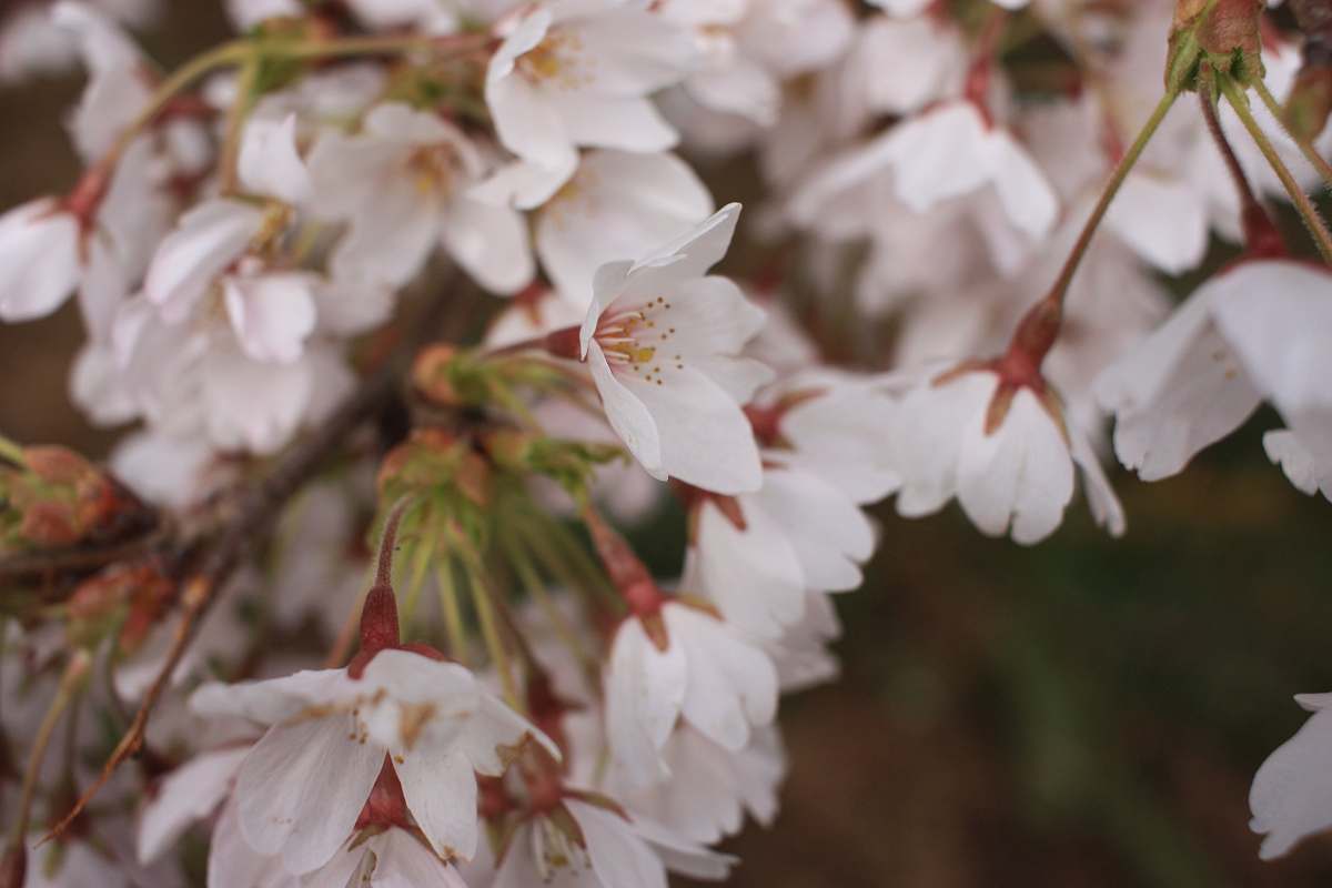 plant white flowers cherry blossom