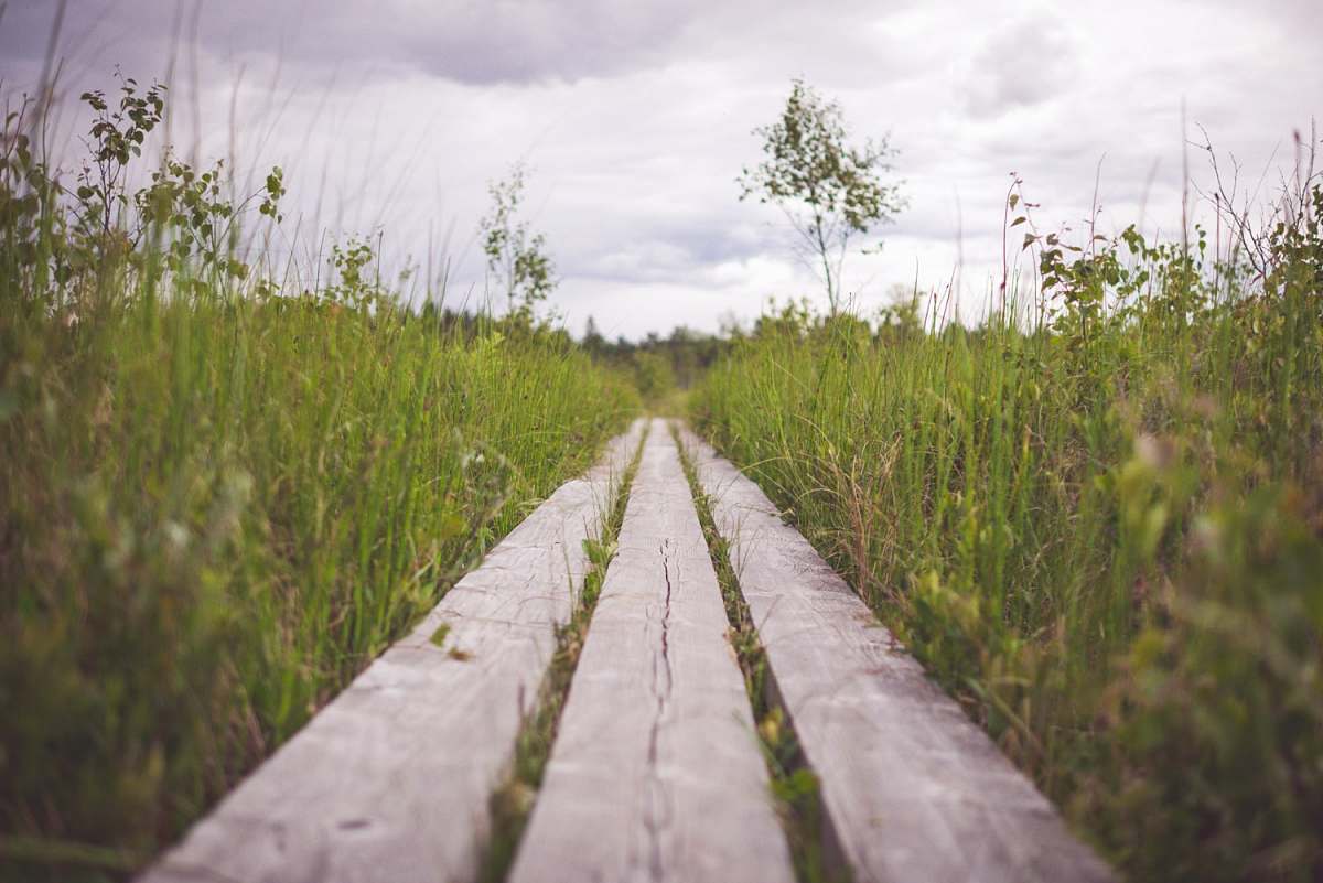 nature brown wooden frame on green grass during daytime path