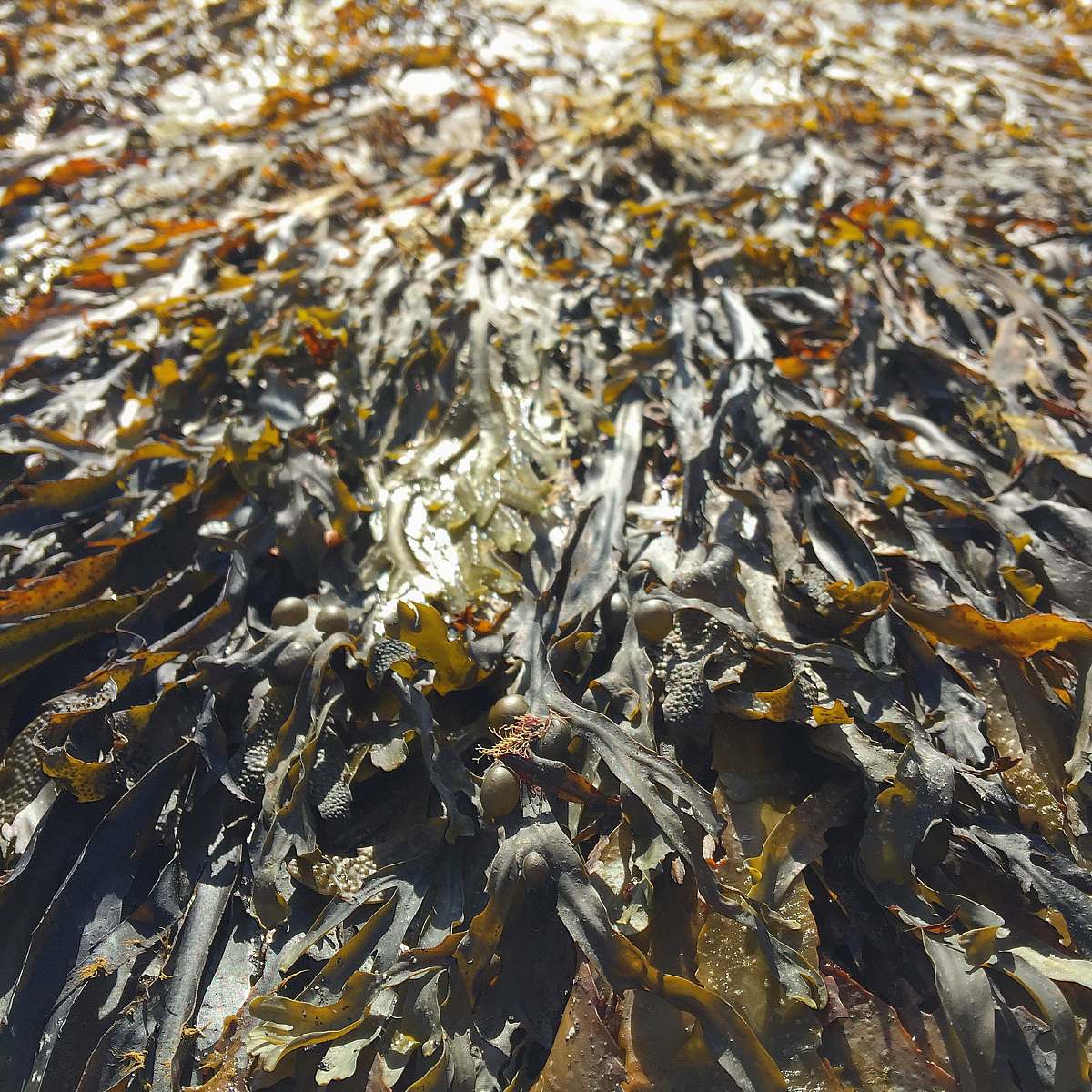 seaweed closeup photography of green leafed plant ocean