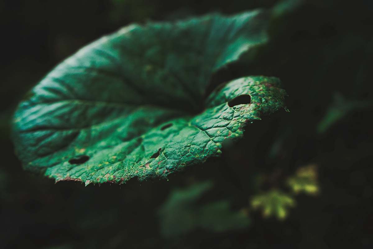 nature selective focus of green leaf leaves