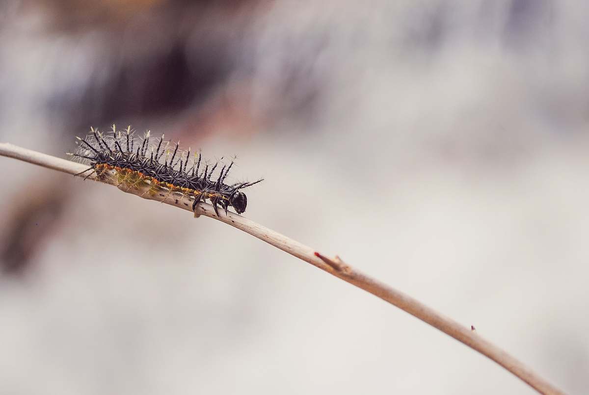 invertebrate shallow focus of caterpillar on tree branch during daytime branch