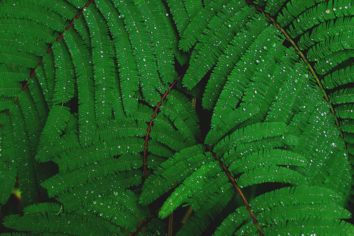plant shallow focus photography of green leafed plant green