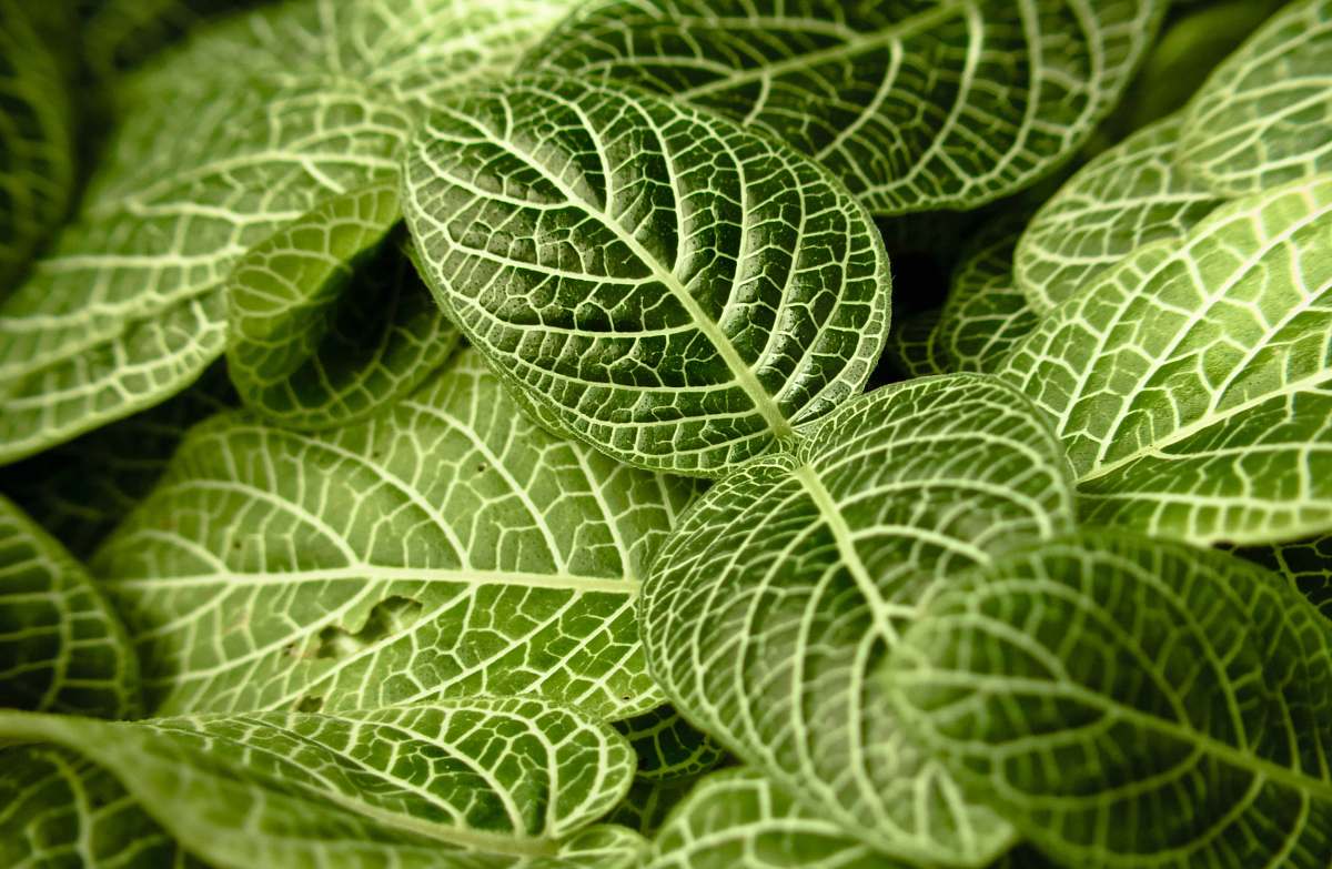 leaves green leaves leaf