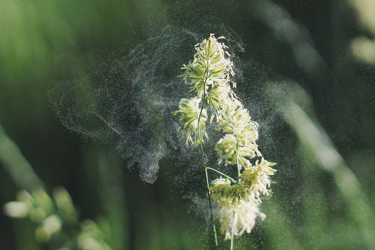 green macro photography of white-petaled flowers pollen