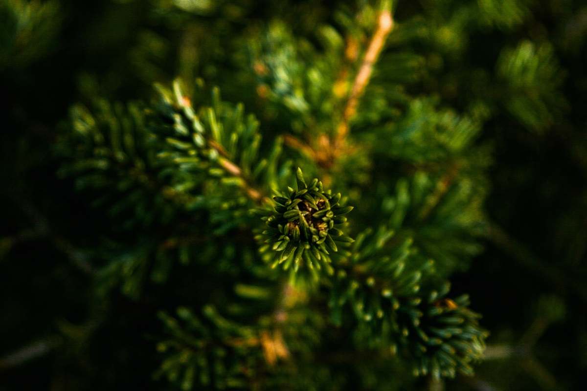 green shallow focus photography of green plants tree