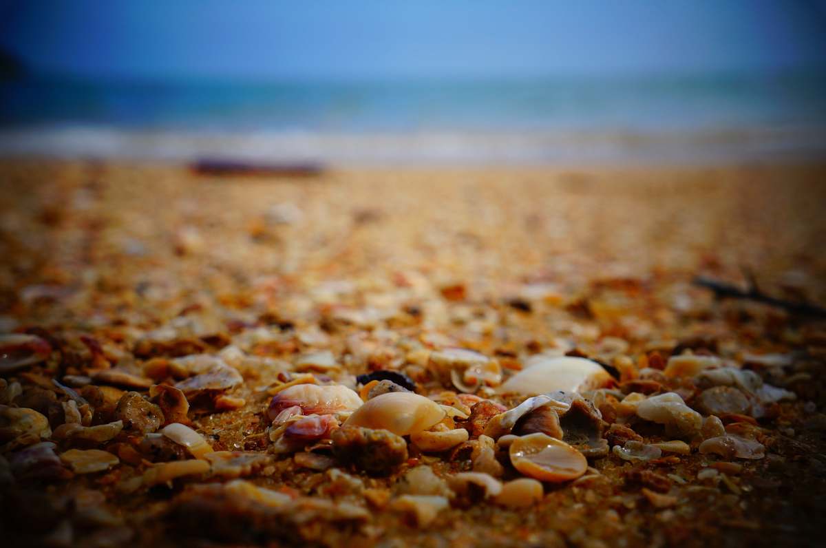 shell close photography of sea shells sea
