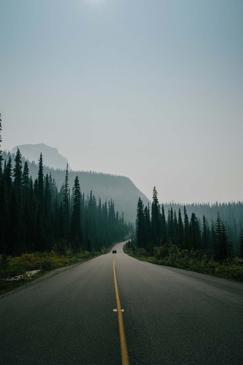 road asphalt road surrounded by trees under skies grey