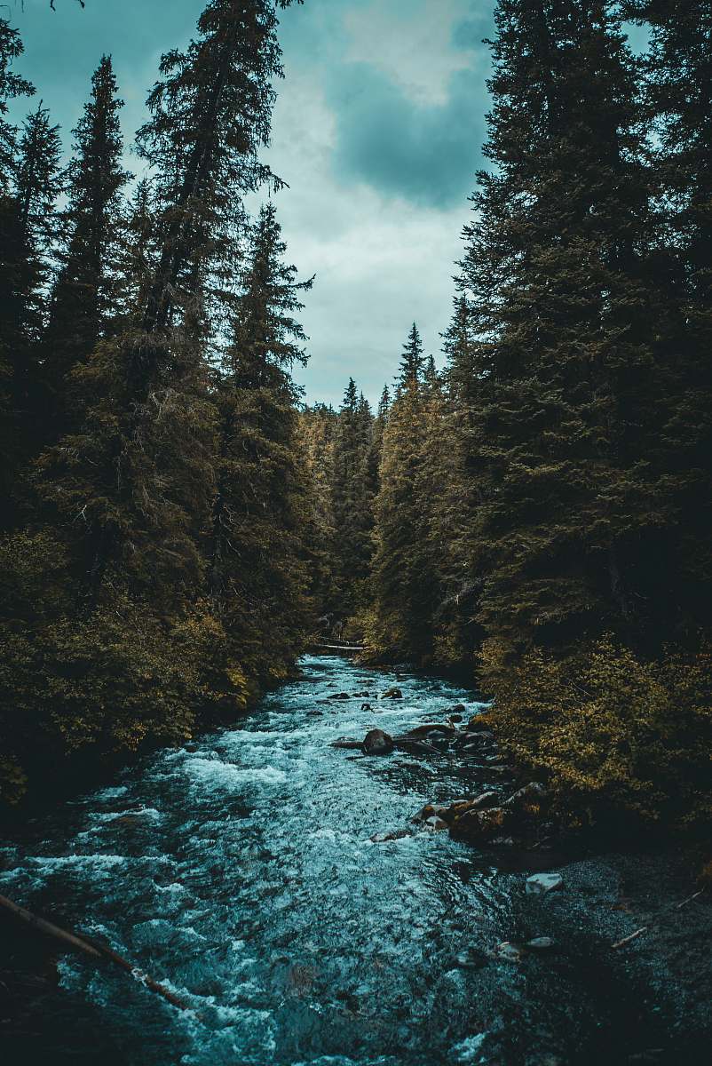 stream river between trees creek